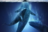 Big Miracle (2012) DVD Releases